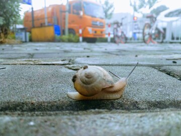 /statics/images/moments/2019/08/snail.jpg